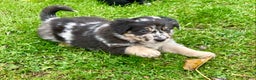 Australian Shepherd dogs for sale: Australian Shepherd Puppy 1 - Ad 3