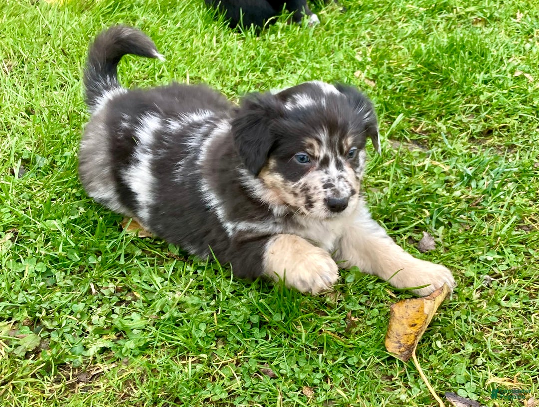 Australian Shepherd dogs for sale: Australian Shepherd Puppy 1 - Ad 3