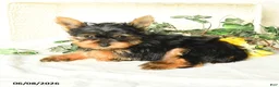 Yorkshire Terrier dogs for sale: Prince   - Ad 4
