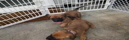 Mixed Breed dogs for sale: Mixed Breed 1 - Ad 9