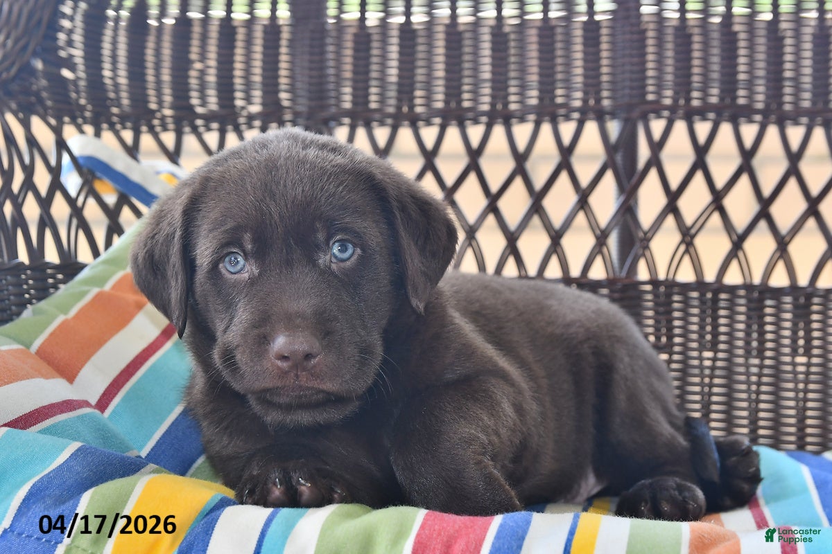 Labrador Retriever dogs Ollie - Ad 1