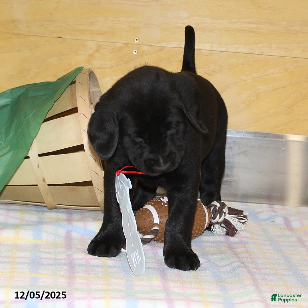 Goldador dogs for sale: Bell  - Ad 4