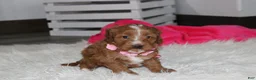 Cockapoo dogs for sale: Felicity  - Ad 6