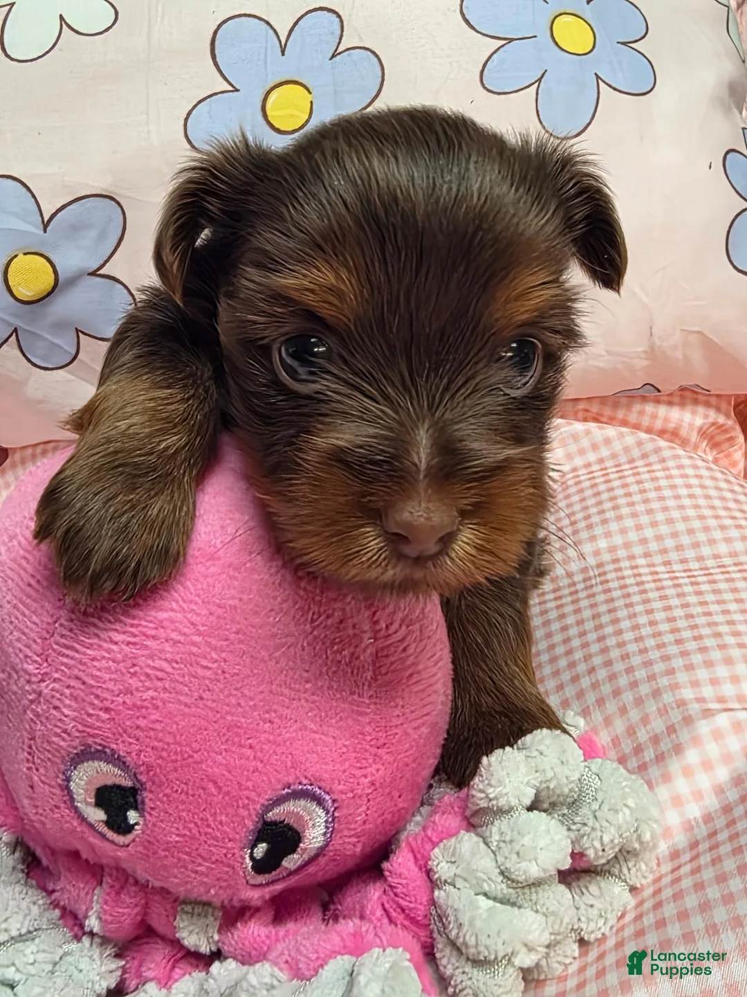 Yorkshire Terrier dogs for sale: Yorkshire Terrier  female 1 - Ad 10
