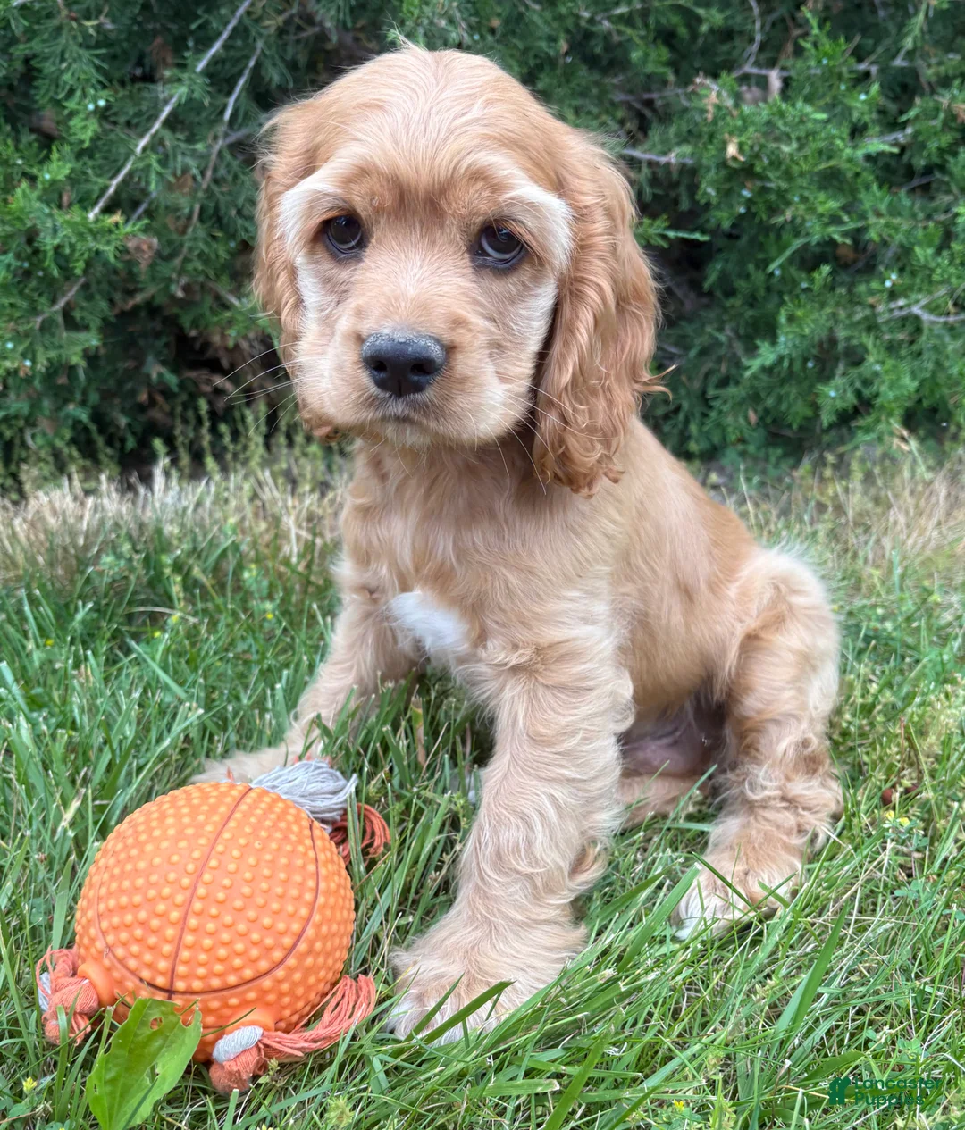 Cocker Spaniel dogs for sale: Jasper - Ad 2