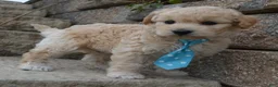 Mini Goldendoodle dogs for sale: Mini Gus - Ad 4