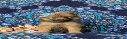 Pomeranian dogs for sale: Breanne - Ad 3