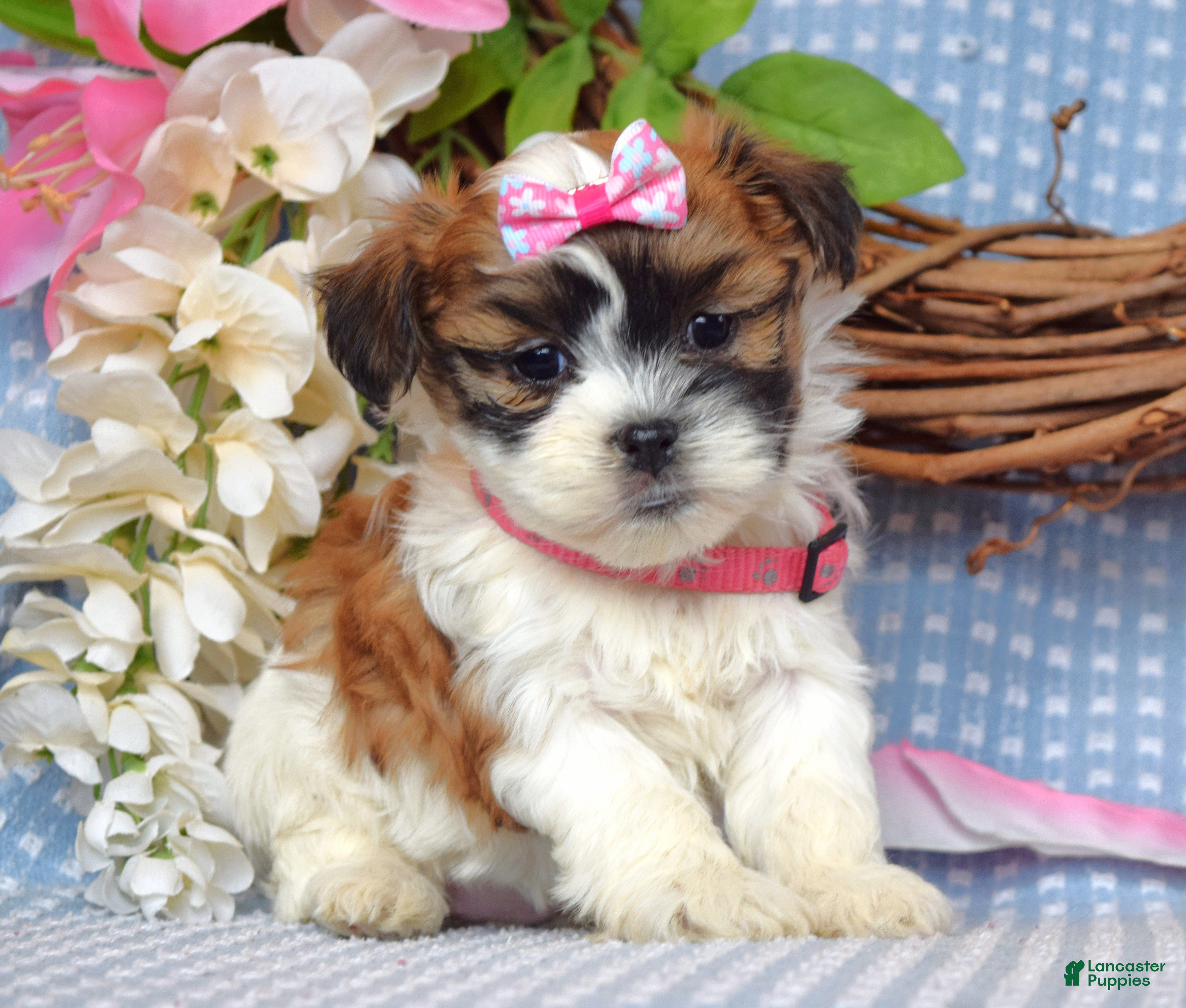 Teddy Bear dogs Tessa  - Ad 2