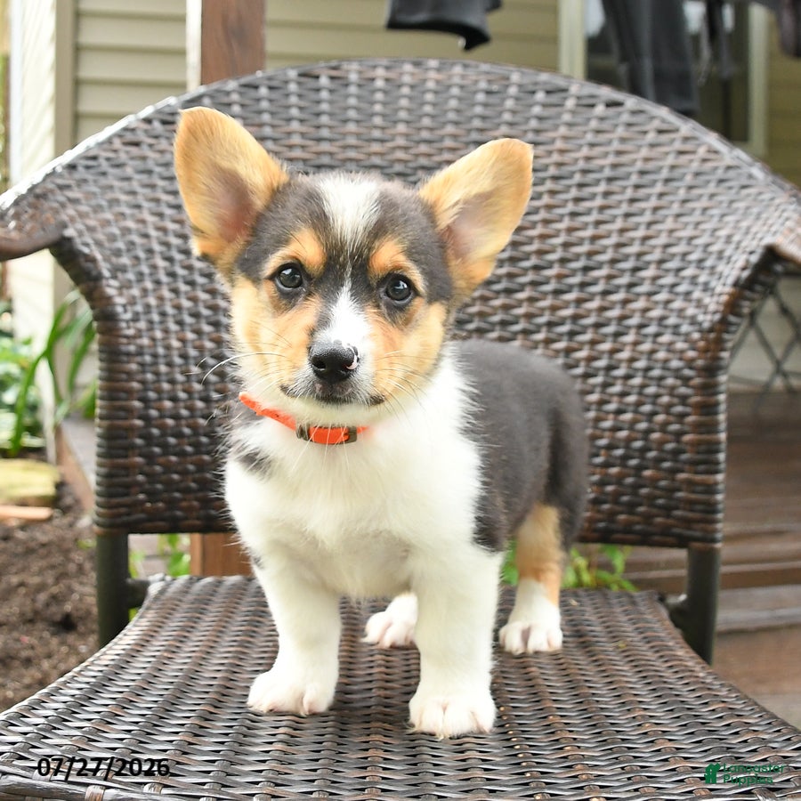Welsh Corgi Pembroke dogs Pepper - Ad 1