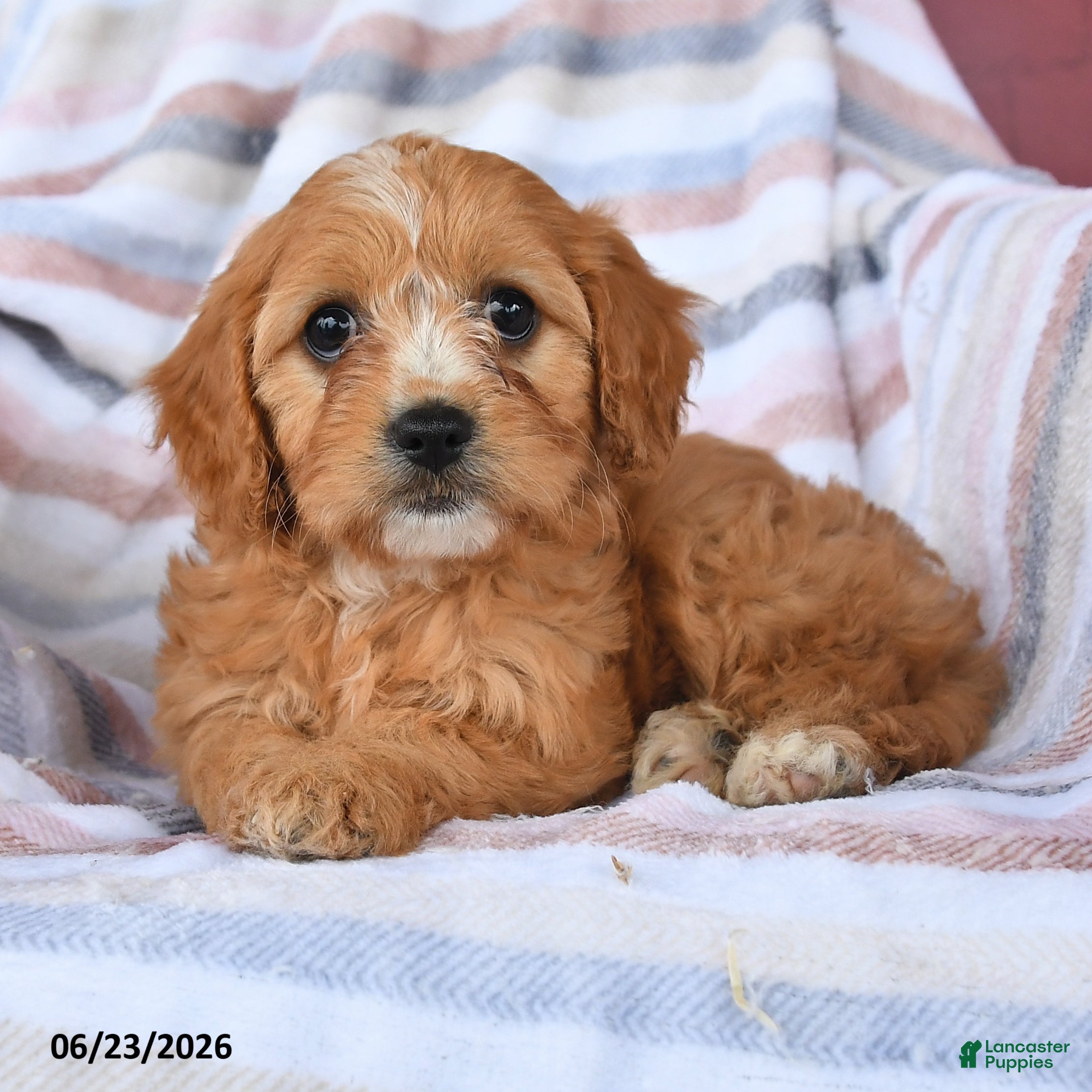Cavapoo dogs Candy - Ad 2