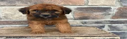 Whoodle dogs for sale: Montana - Ad 1