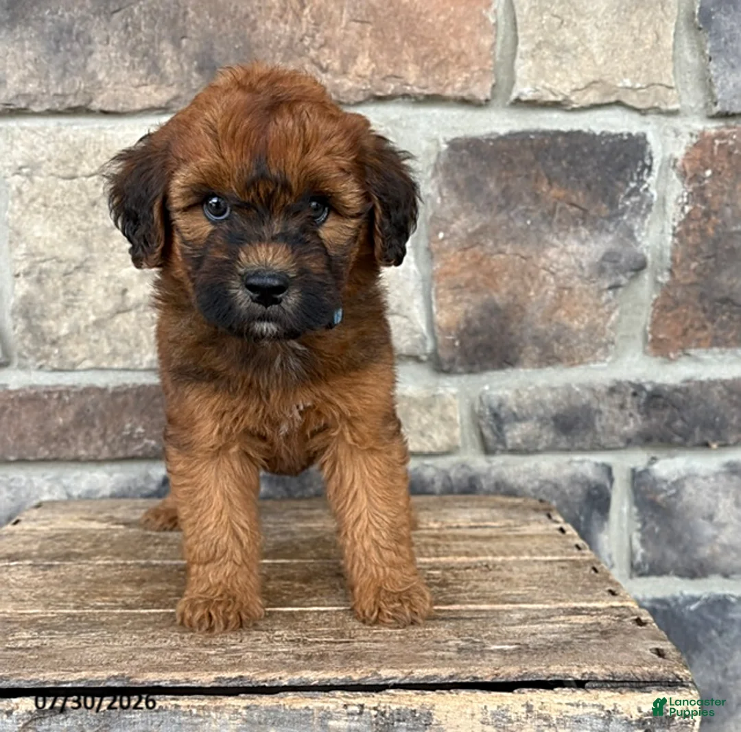 Whoodle dogs for sale: Montana - Ad 1