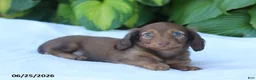 Miniature Dachshund dogs for sale: Tucker - Ad 4