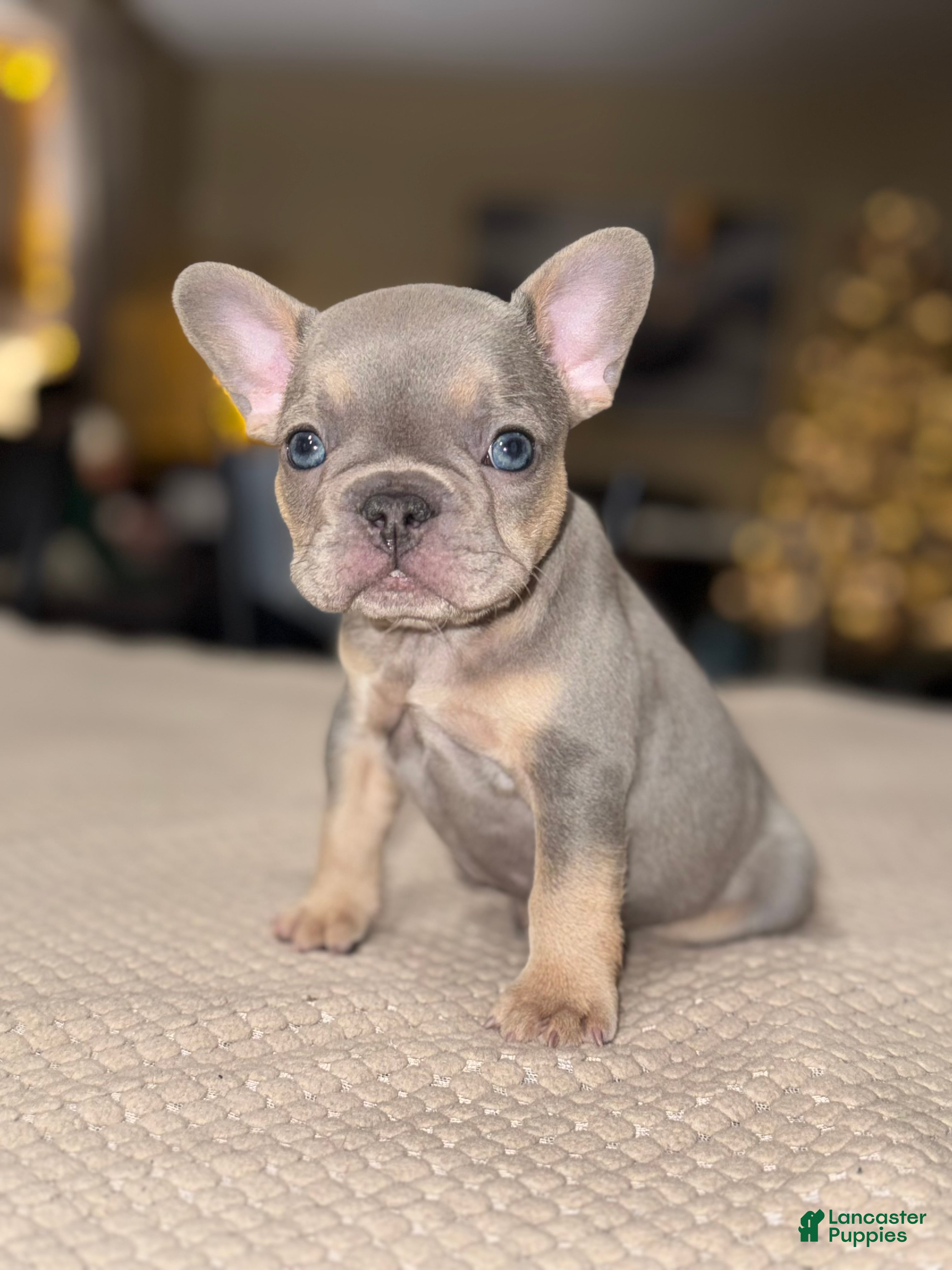 French Bulldog dogs Batman - Ad 17