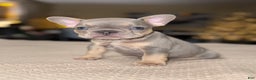 French Bulldog dogs for sale: Batman - Ad 1