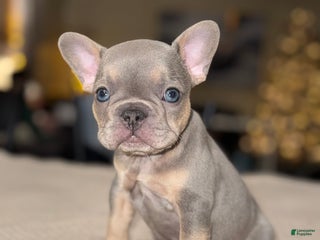 French Bulldog dogs Batman - Ad 15