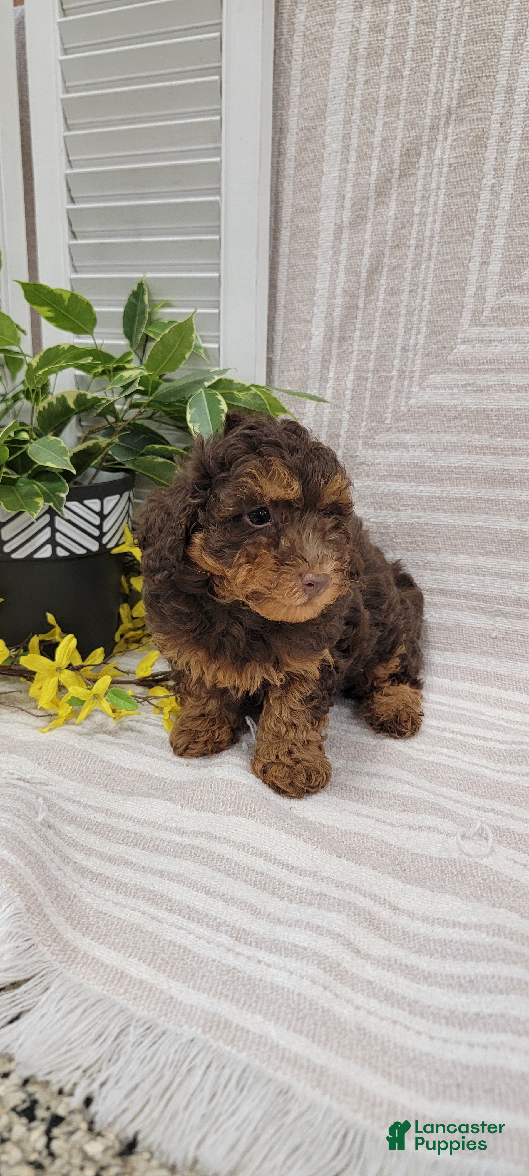 Toy Poodle dogs Benny - Ad 2
