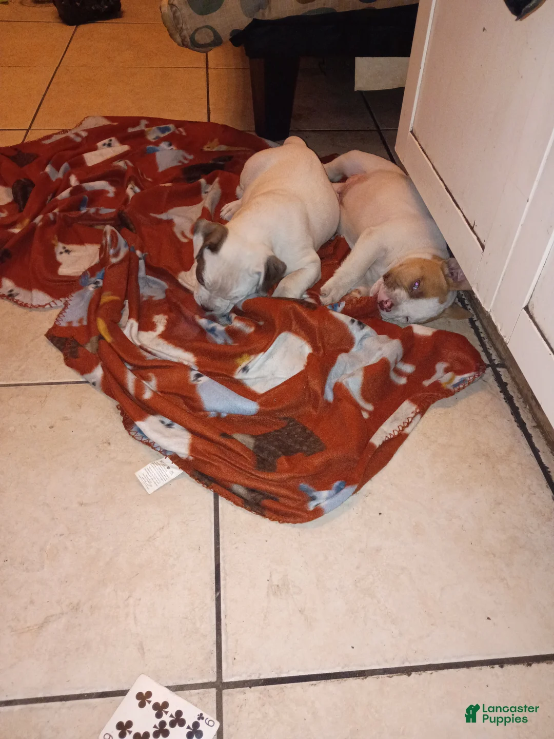 American Pit Bull Terrier dogs for sale: American Pit Bull Terrier Puppy 1 - Ad 3