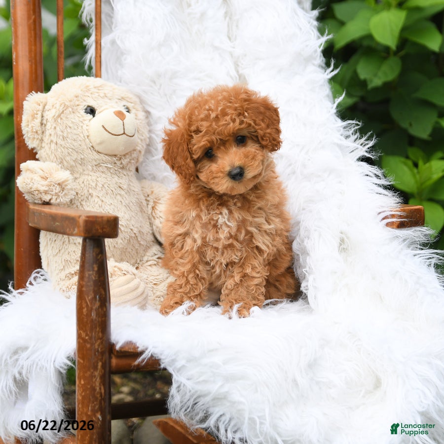 Mini Aussiedoodle dogs Carmel - Ad 1