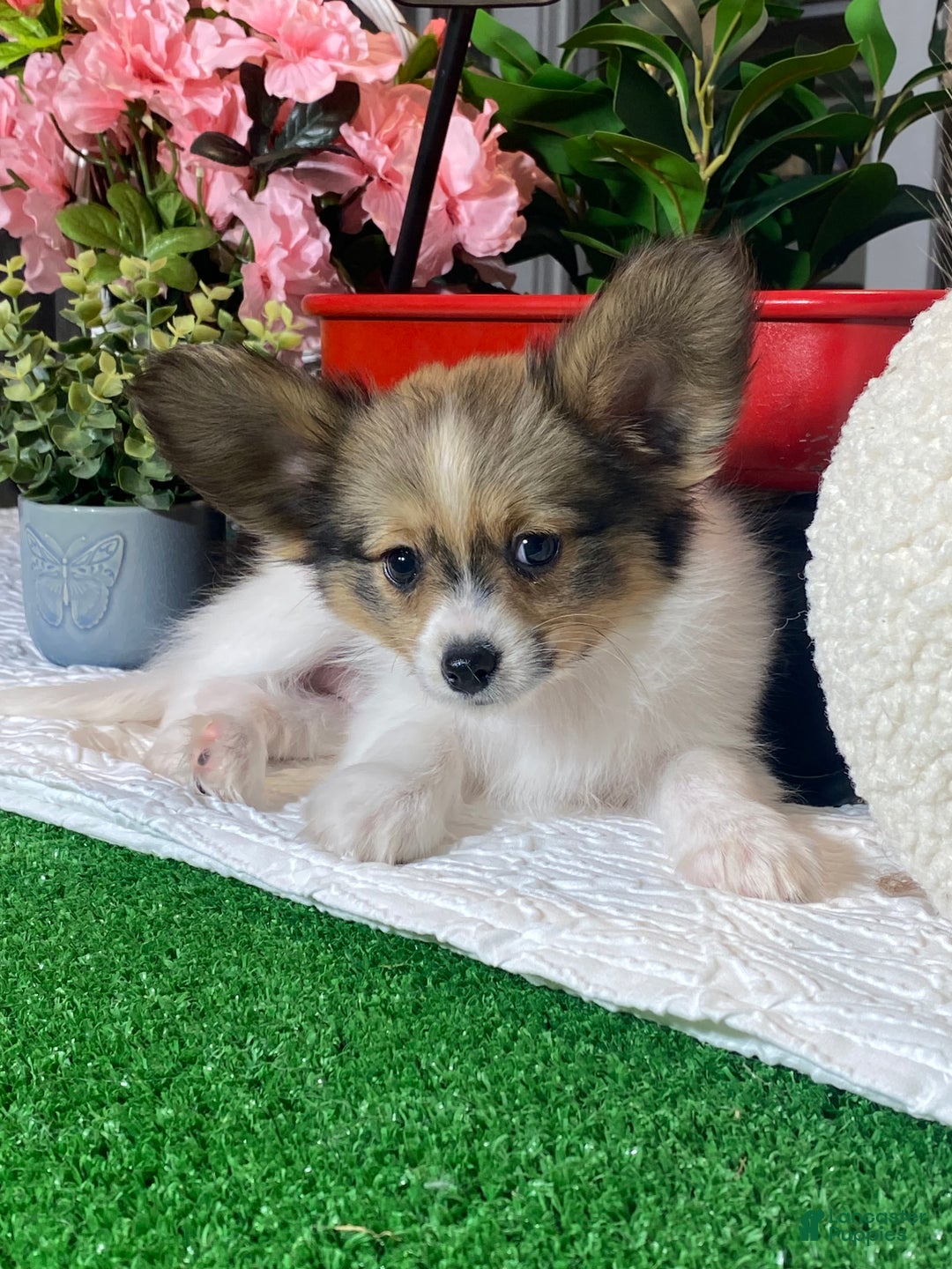 Papillon dogs for sale: Rascal  - Ad 5