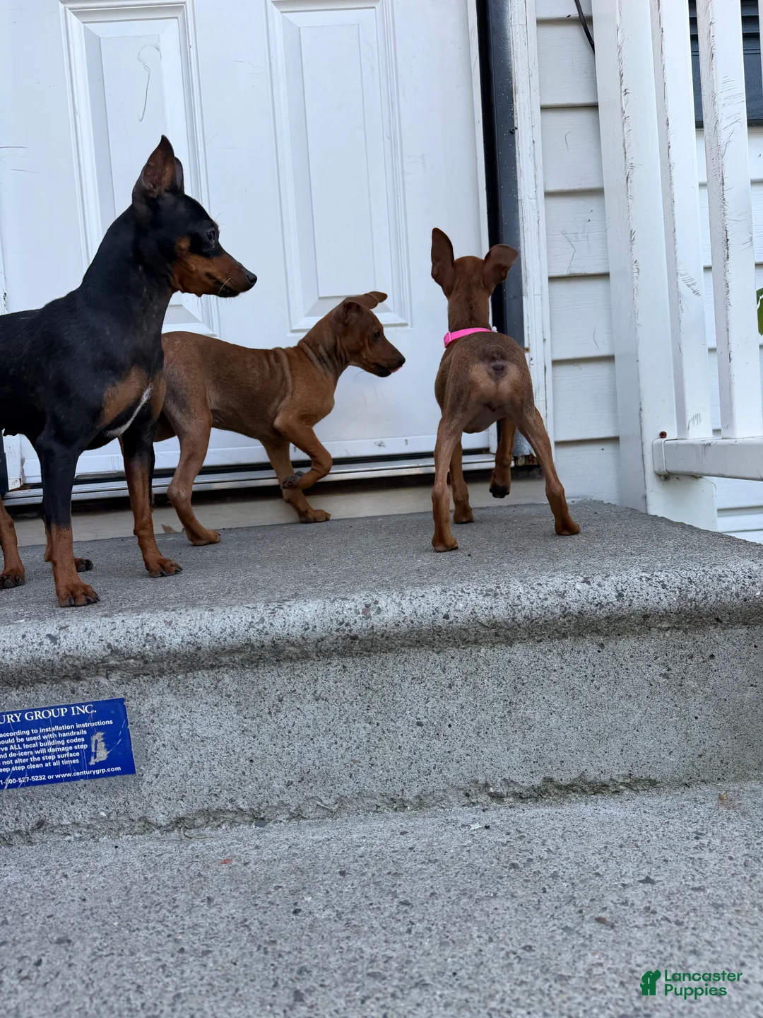 Miniature Pinscher dogs for sale: Miniature Pinscher 3 - Ad 2