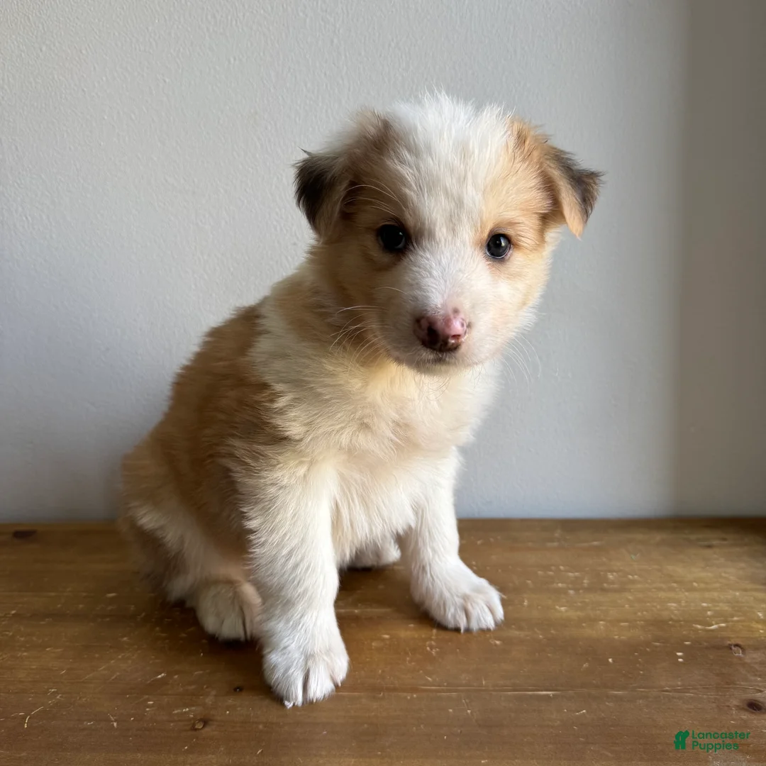 Mixed Breed dogs for sale: Luke - Ad 1