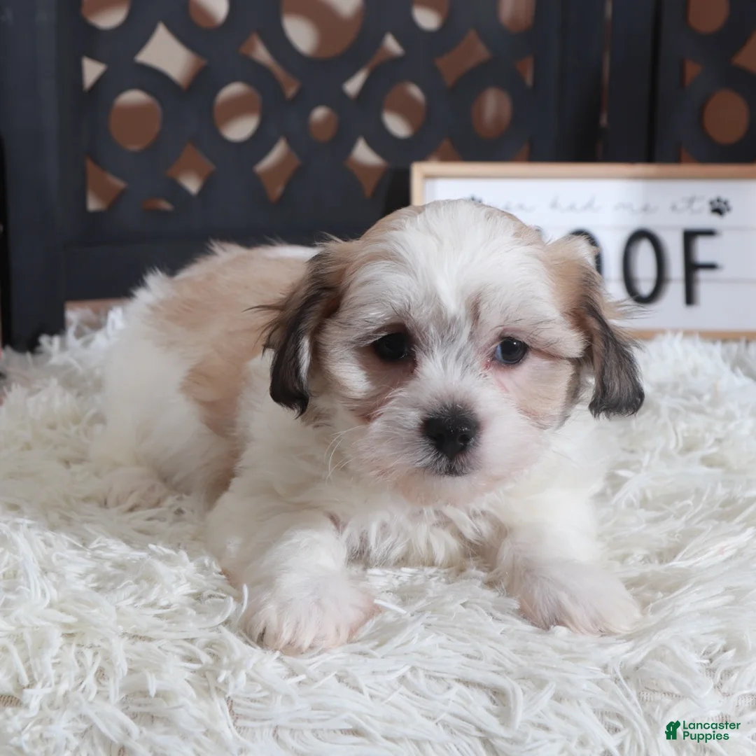 Teddy Bear dogs for sale: Benji Dashing Teddy Bear Puppy - Ad 3