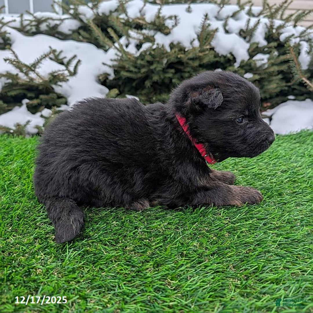 German Shepherd dogs for sale: Molly - Ad 2