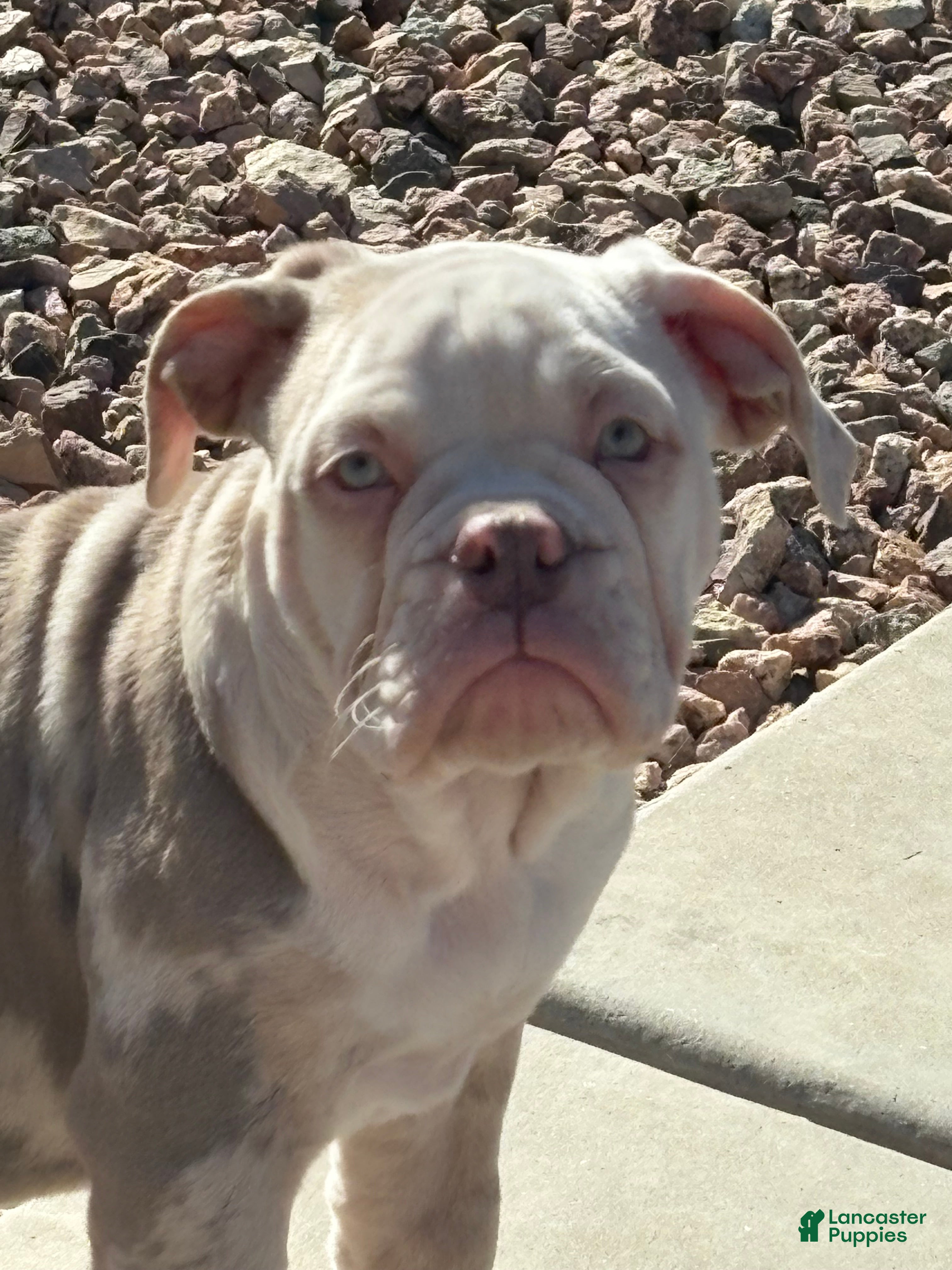 Olde English Bulldogge dogs Olde English Bulldogge Puppy 1 - Ad 5