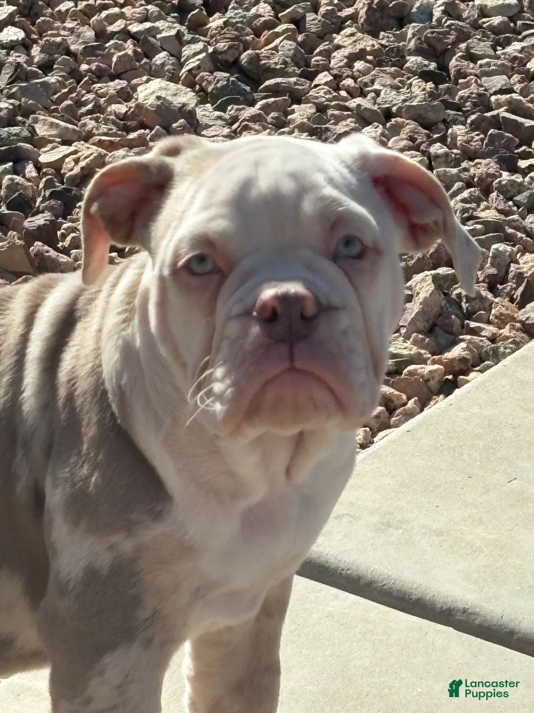 Olde English Bulldogge dogs for sale: Olde English Bulldogge Puppy 1 - Ad 1
