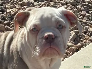 Olde English Bulldogge dogs Olde English Bulldogge Puppy 1 - Ad 5