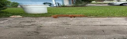 Dachshund dogs for sale: Dachshund 1 - Ad 8