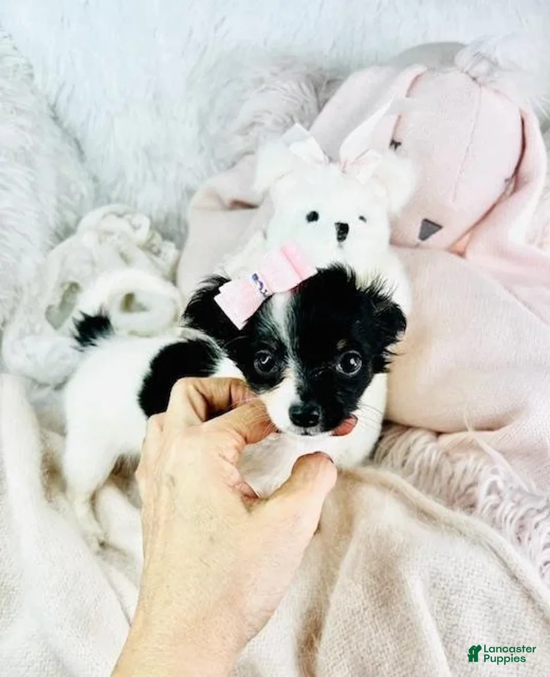 Chihuahua dogs for sale: Cirus - Ad 3