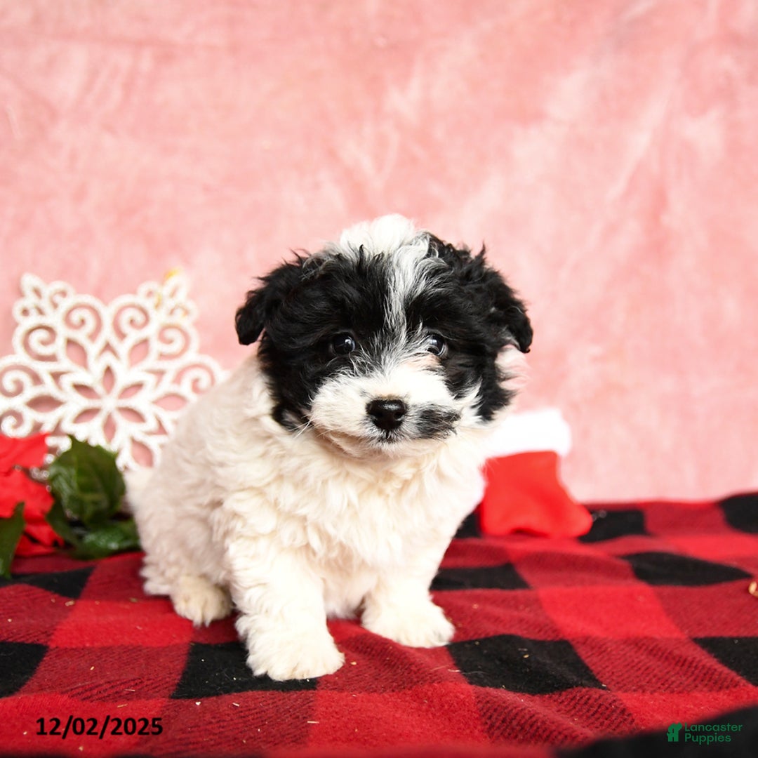 Mixed Breed dogs for sale: Nutella - Ad 3