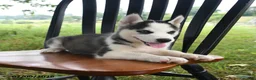 Siberian Husky dogs for sale: Denali - Ad 5