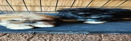Mixed Breed dogs for sale: Mixed Breed Puppy 1 - Ad 3