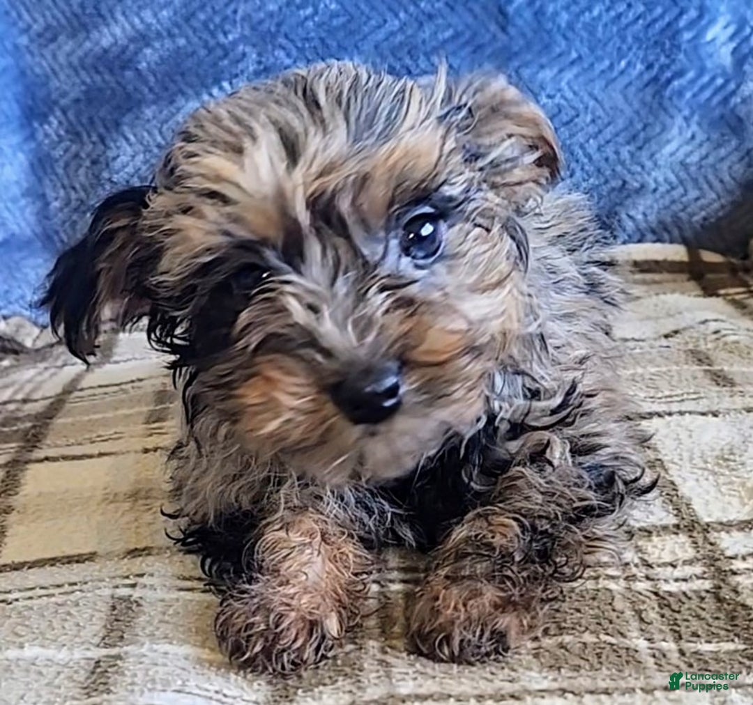 Yorkiepoo dogs for sale: Pixie - Ad 8