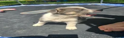 Mixed Breed dogs for sale: Grey - Ad 2