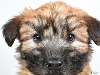 Soft Coated Wheaten Terrier dogs - Ad 6