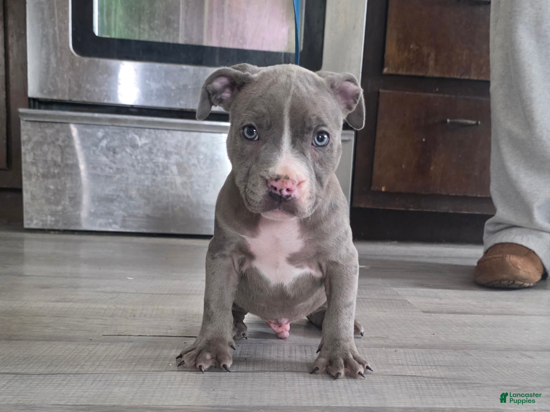 American Bully dogs Shadow - Ad 2