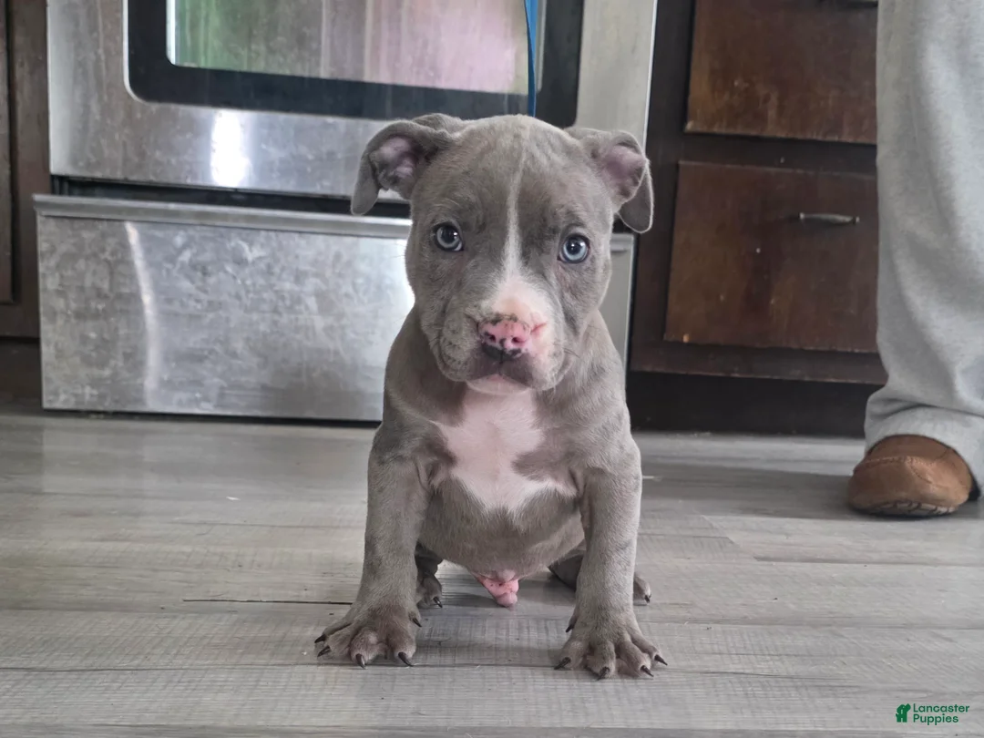 American Bully dogs for sale: Shadow - Ad 2