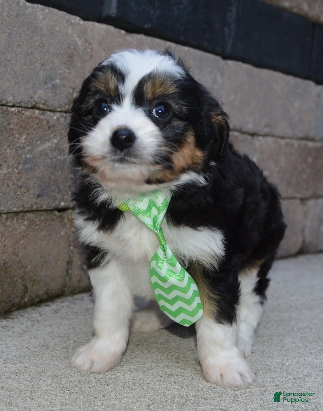 Mini Aussiedoodle dogs for sale: Mini Arlo - Ad 9