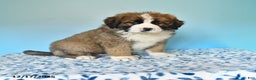 Mixed Breed dogs for sale: Bear - Ad 1