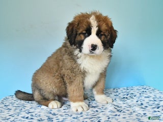 Mixed Breed dogs Bear - Ad 12