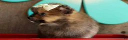 Pomeranian dogs for sale: Flynn  - Ad 19