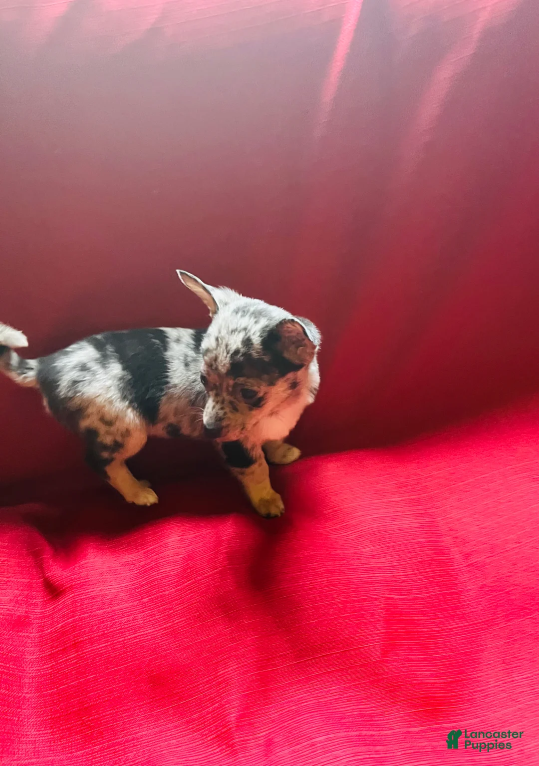 Chihuahua dogs for sale: Chihuahua Puppy 5 - Ad 10