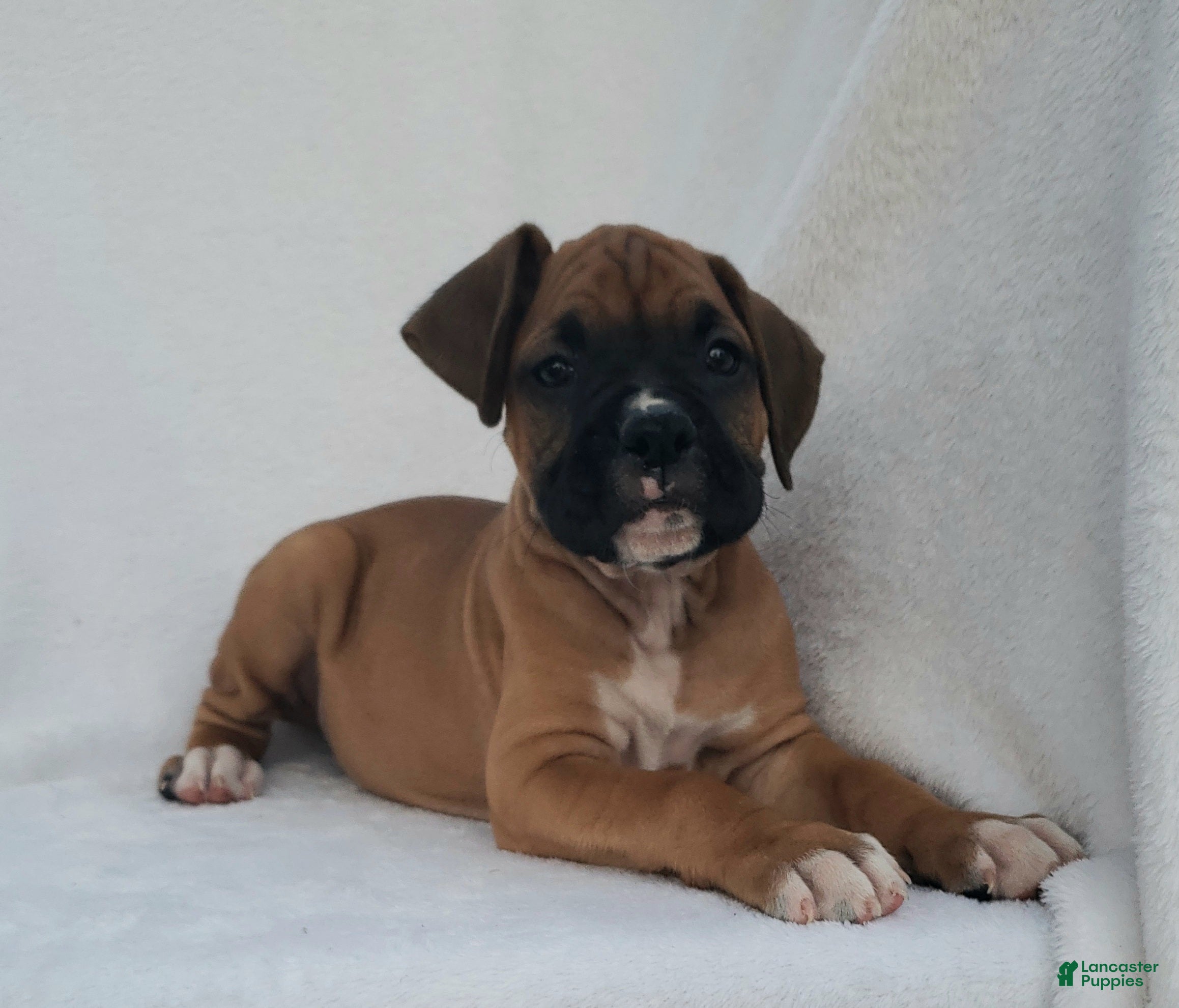 Boxer dogs Brody  - Ad 1