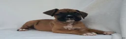 Boxer dogs for sale: Brody  - Ad 4