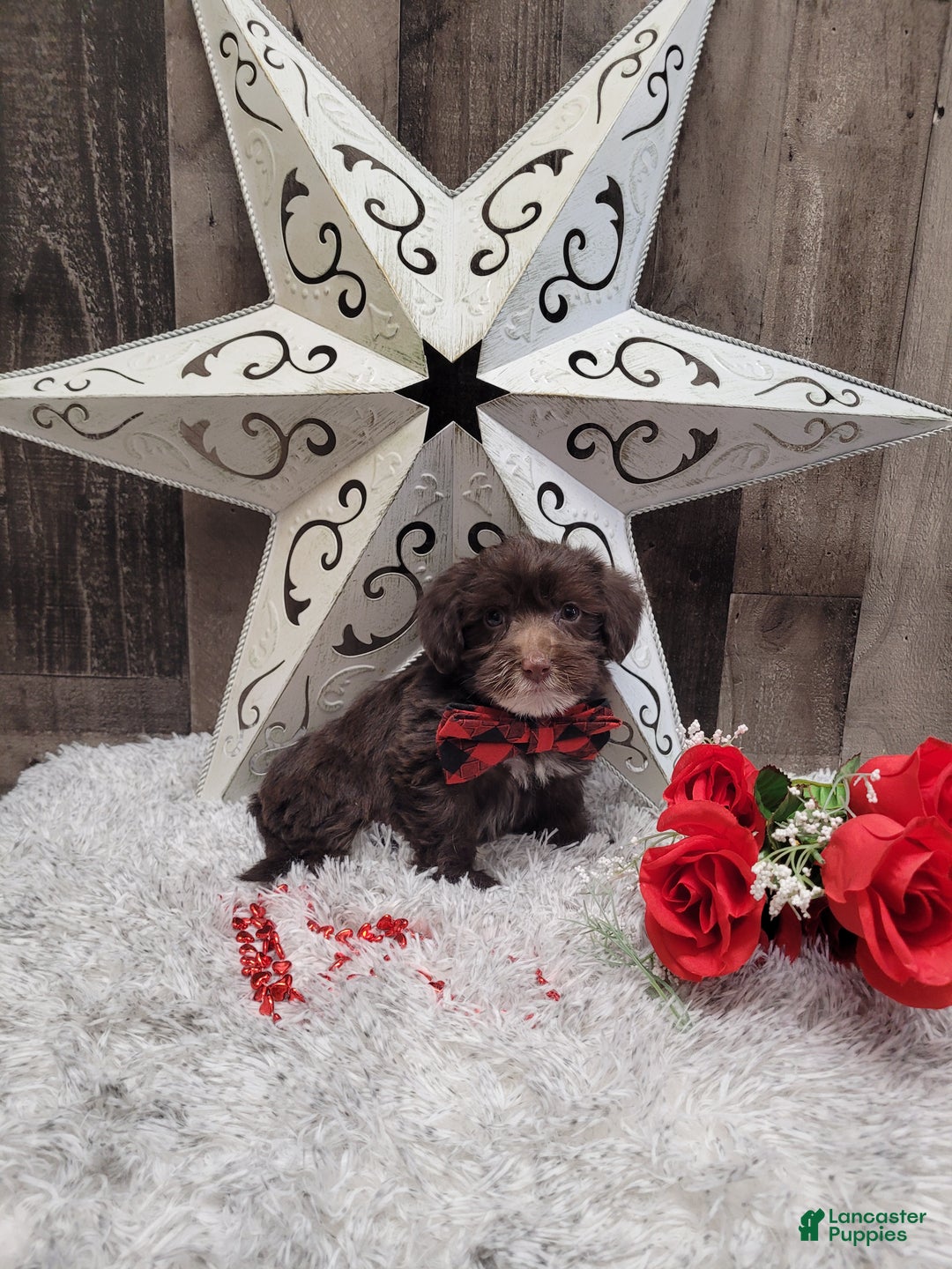 Mixed Breed dogs for sale: Brownie - Ad 2