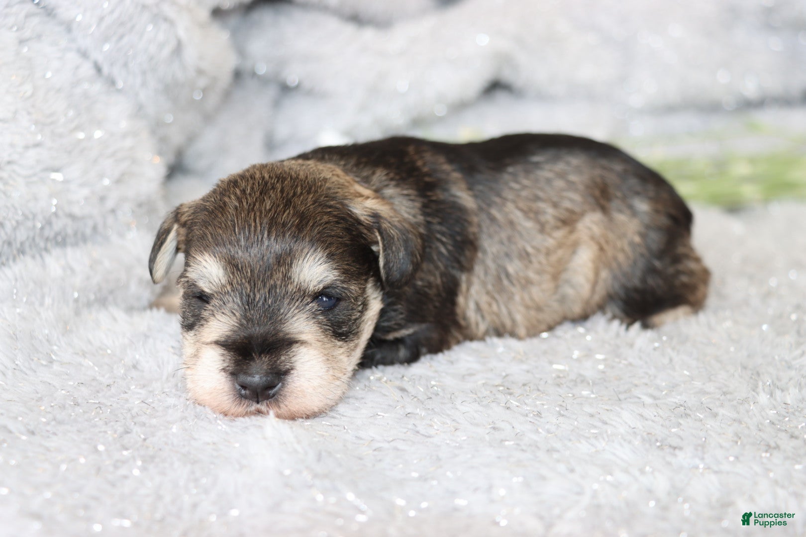 Miniature Schnauzer dogs Tina - Ad 36